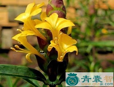 中药材刺血红图片