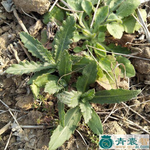中药材刺角菜图片