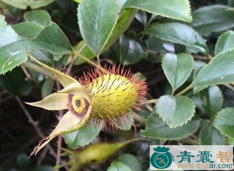 中药材刺郎果图片