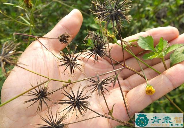 中药材刺针草图片