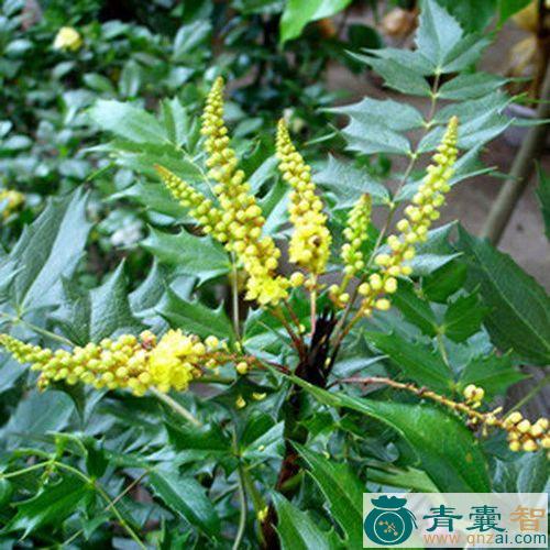 中药材刺黄柏茎叶图片