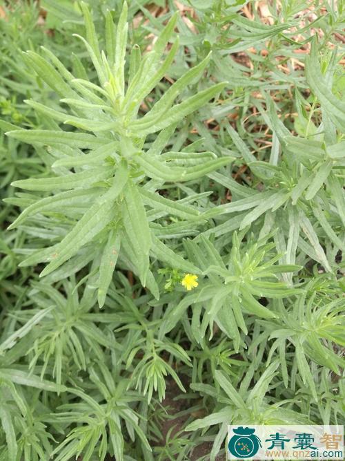中药材剃头草图片