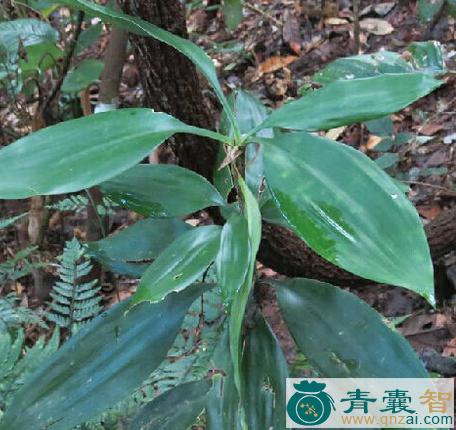 中药材剑叶木图片