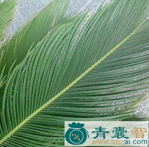 中药材剑叶铁树图片