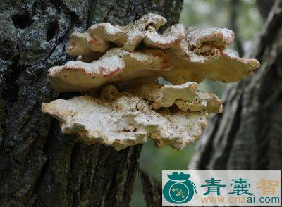 中药材剑皮树菌图片