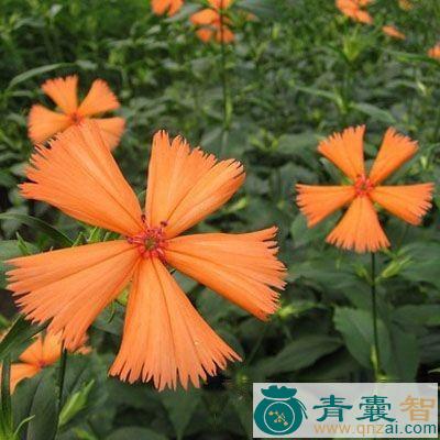 中药材剪夏罗图片