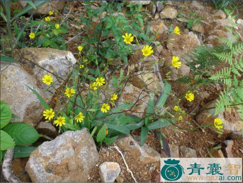 中药材剪子股图片