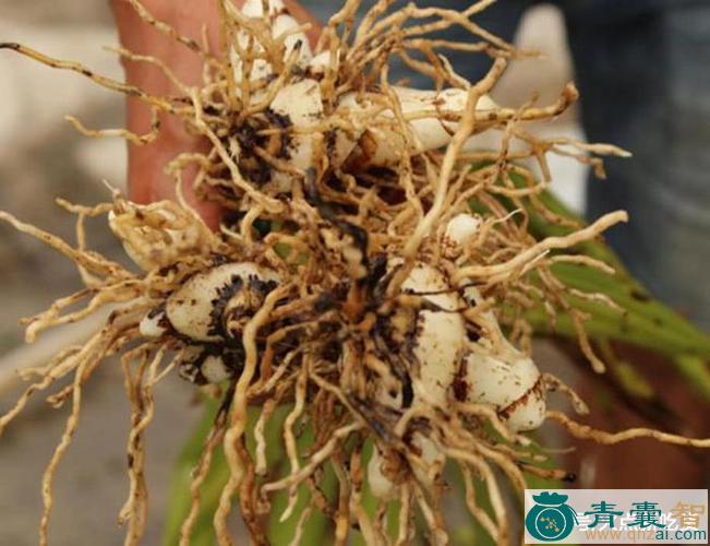 割舌兰的性状性味归经以及功效用法-青囊智