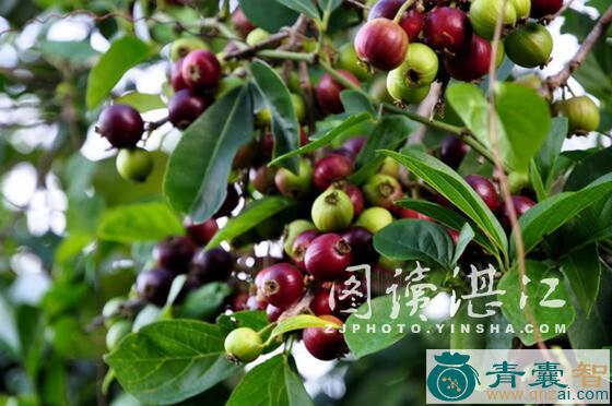 割舌罗的性味归经以及功效用法和注意事项-青囊智