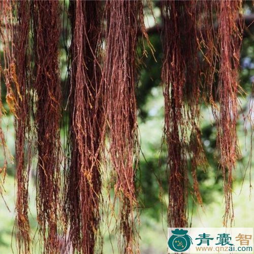 中药材割须图片