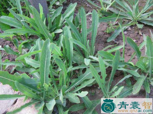 中药材劳毒草图片