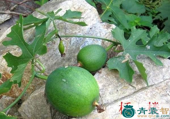中药材勒矮瓜图片