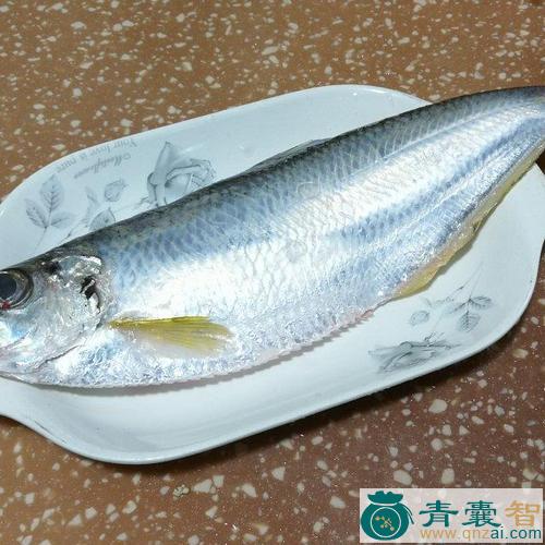 中药材勒鱼图片