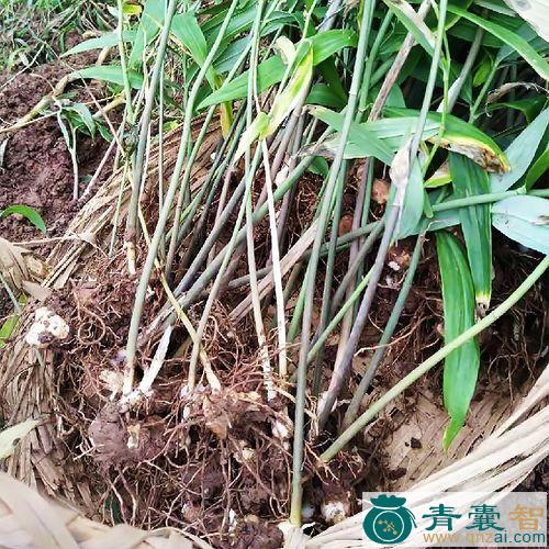 中药材勤母图片