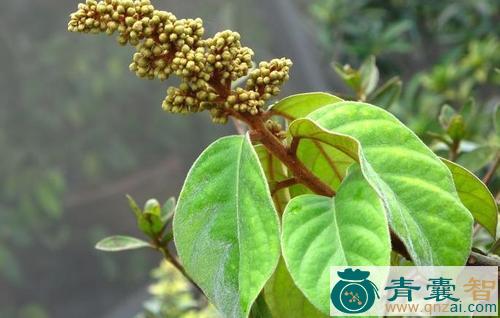 中药材包公藤图片