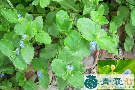 包团草的性状性味归经以及功效用法和注意事项-青囊智