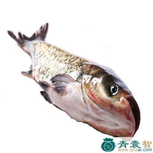 包头鱼的性味归经以及功效用法和注意事项-青囊智