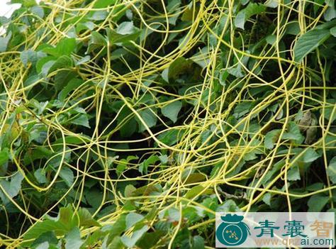 中药材匍丝网草图片