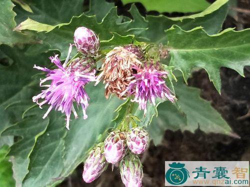 中药材匐地风毛菊图片