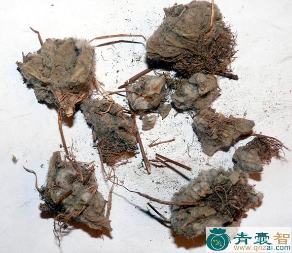 中药材化石胆图片