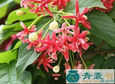 中药材化金丹图片