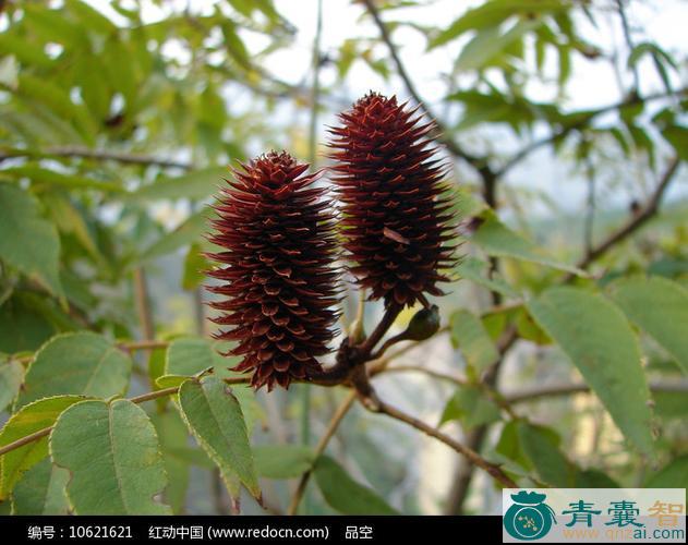 中药材化香树球图片