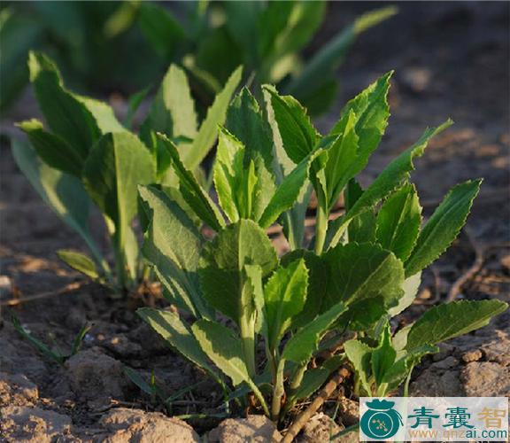 中药材北美独行菜图片