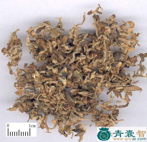 中药材北芫花图片