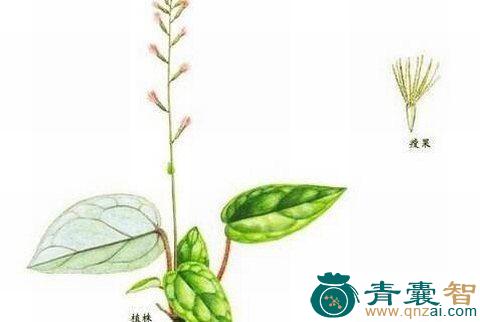 中药材北风头上一枝香图片