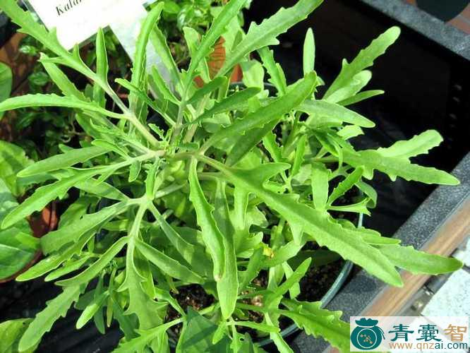 中药材匙叶伽蓝菜图片