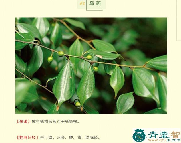 中药材匹鸟图片