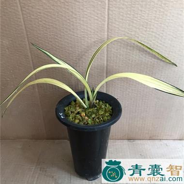 中药材十八学士图片