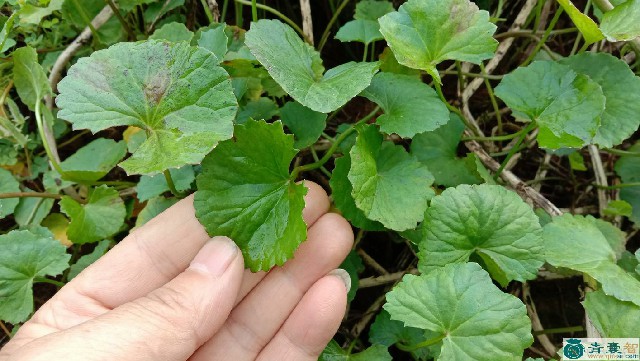 十八缺草的性状性味归经以及功效用法-青囊智