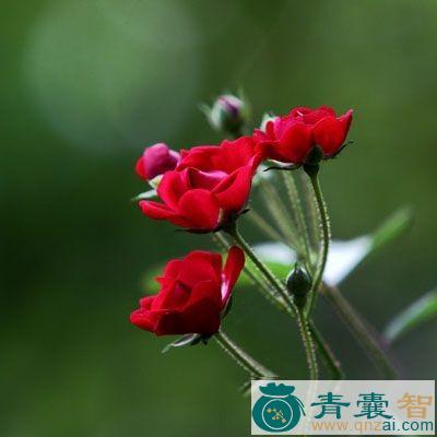中药材十姊妹图片