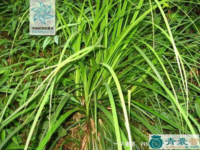中药材十字苔草图片