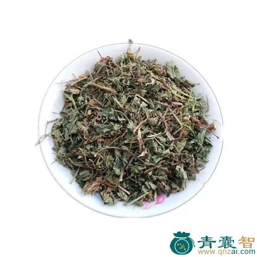 中药材十月莓图片
