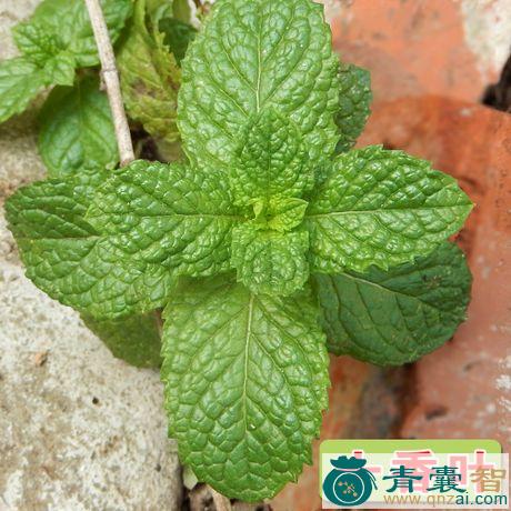 十香草的性状性味归经以及功效用法-青囊智
