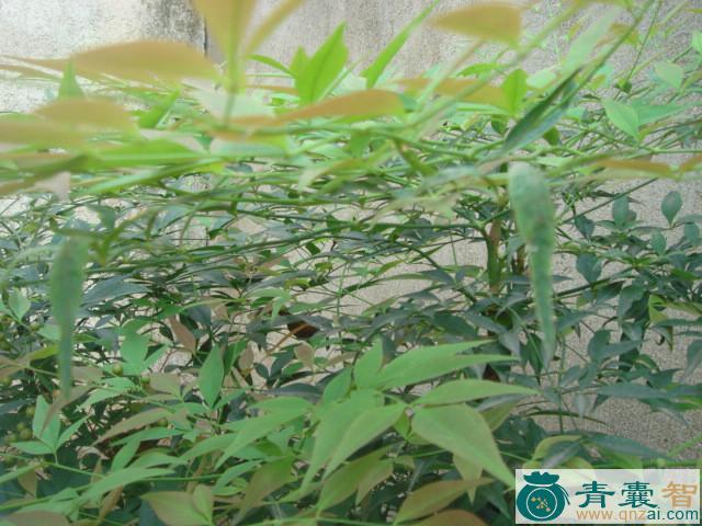 中药材千云竹图片