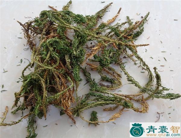 中药材千千踏图片