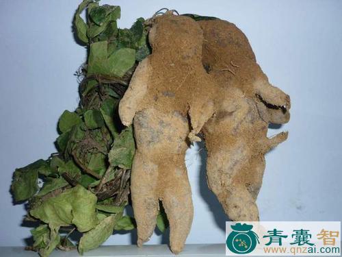 中药材千垂乌图片