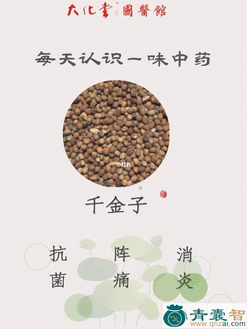 中药材千头子图片
