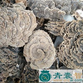 千层蘑的性状性味归经以及功效用法-青囊智