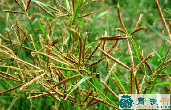 中药材千岁SUO汁图片