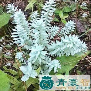 中药材千年冷图片
