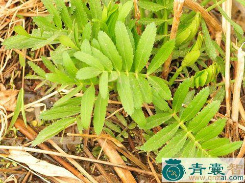 中药材千年老鼠矢图片