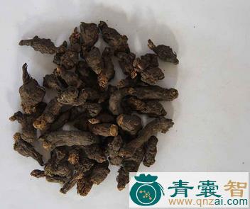 中药材千年耗子屎种子图片