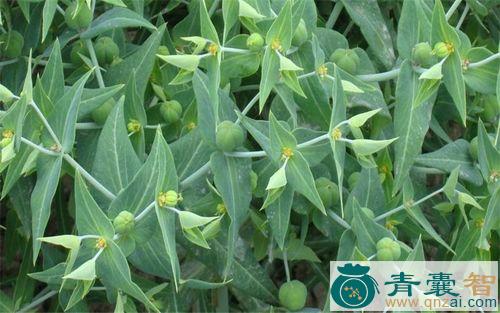千斤草的性状性味归经以及功效用法-青囊智