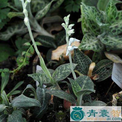中药材千灵丹图片