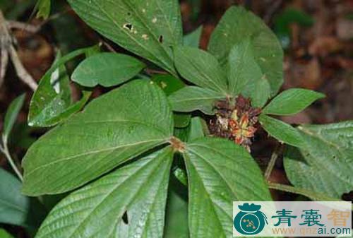 千秋的性状性味归经以及功效用法和注意事项-青囊智