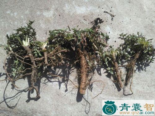 中药材千脚刺图片